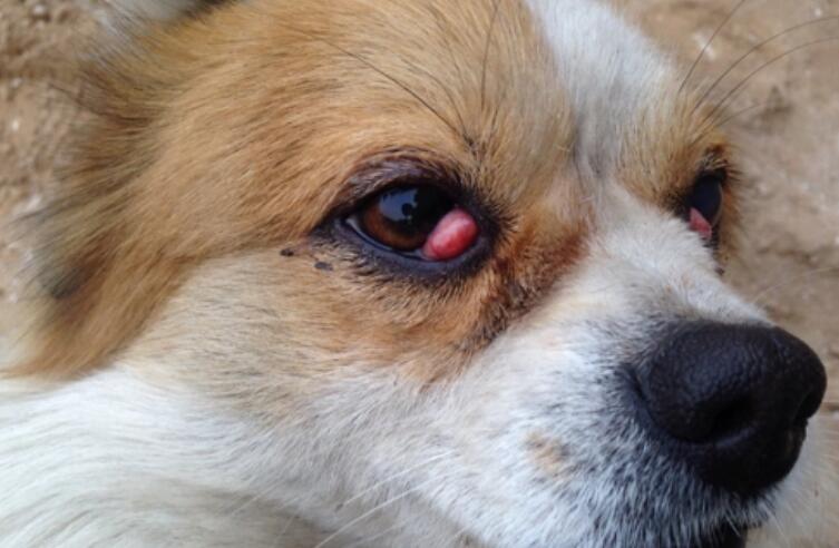 A picture of a swollen dog's eyes