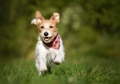 积极快乐的小狗跑步，过度活跃的狗狗训练图片-正版图片素材下载(模板ID:OUgvNSsFuwjcnVF)-新片场素材