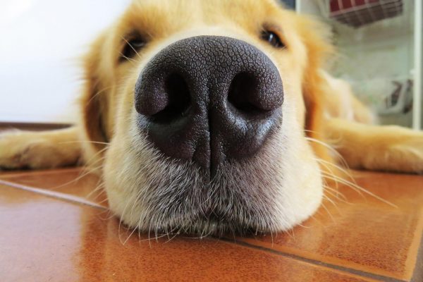 為什麼小狗的鼻子是冷的？ | 熱量| 嗅覺| 大紀元