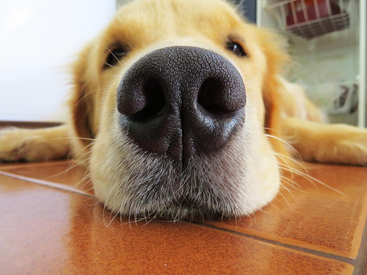 為什麼小狗的鼻子是冷的？ | 熱量| 嗅覺| 大紀元