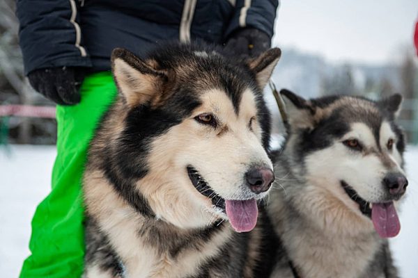 阿拉斯加雪橇犬背景圖片，高清圖庫，桌布素材免費下載| Pngtree